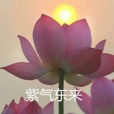 大天使育成中文版下载